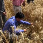 Deepak Rawat videocut of cutting the crop in Haridwar