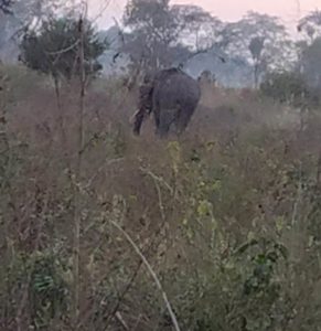 हरिद्वार के इस इलाके में घुसा हा​थियों का झुंड, वन विभाग की टीमें तैनात