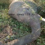 tuskar elephant were run over by train in haridwar
