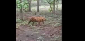 बीएचईएल के जंगल में टाइगर का वीडियो वायरल, क्या कहते हैं वन विभाग के अफसर