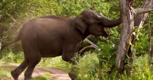 उत्तराखण्ड: नदी किनारे सो रहे यूपी—बिहार के मजदूरों को हाथियों ने कुचला, एक की मौत तीन घायल