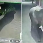 elephants entered in residential area in haridwar