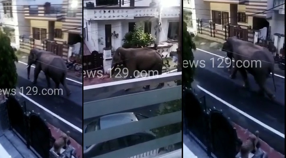 elephant entered in residential colony in haridwar viral video