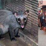 honey badger was searching by the police in child stolen case in haridwar