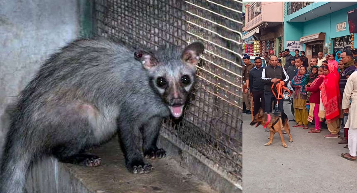 honey badger was searching by the police in child stolen case in haridwar