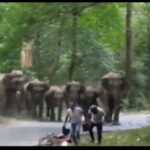 Elephant Attack Viral Video of Ramnagar Nainital man animal conflict in Uttarakhand Elephant Corridor in Uttarakhand Elephant herd on Highway