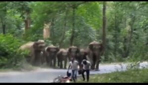 Elephant Attack हाथियों के झुंड के सामने गिरे बाइक सवार, फिर क्या हुआ देखें वीडियो