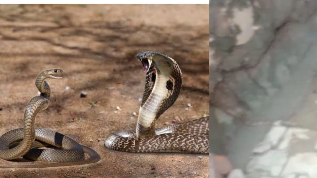King Cobra snake viral video in Haridwar