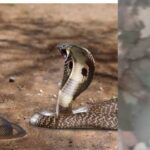 किंग कोबरा King Cobra snake viral video in Haridwar