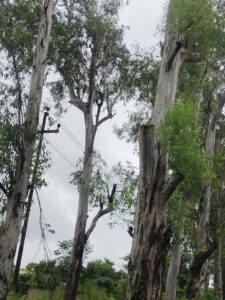 लॉपिंग की आड़ में काट दिए पेड़ हरिद्वार, डीएम तक पहुंची शिकायत