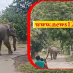 BHEL में फिर आया हाथी, वन विभाग ने किया अलर्ट, इन इलाकों में बरतें सावधानी BHEL Haridwar News