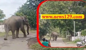 BHEL में फिर आया हाथी, वन विभाग ने किया अलर्ट, इन इलाकों में बरतें सावधानी BHEL Haridwar News