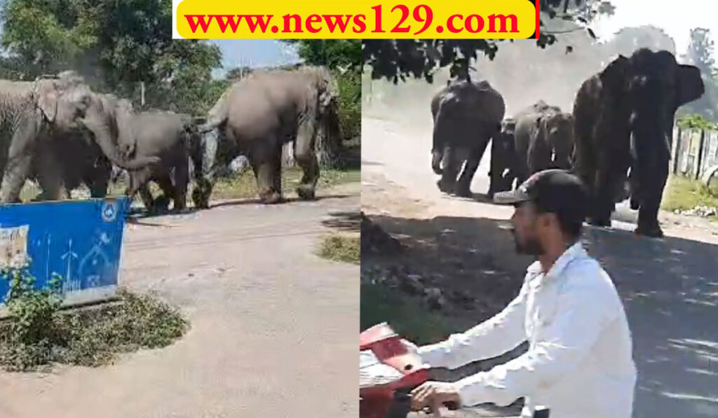 BHEL Haridwar News बाजार में घुसा हाथियों का झुंड, मची भगदड़, एक हाथी गिरा, देखें वीडियो
