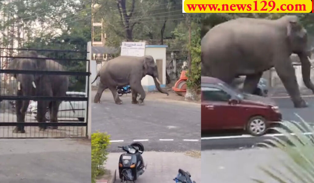 Haridwar Elephant Video district court Haridwar elephant video Haridwar viral video जिला कोर्ट रोशनाबाद में हाथी