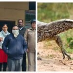 Haridwar News हरिद्वार का यू—टूयबर निकला वन्यजीव तस्कर, सेक्स पॉवर बढ़ाने के लिए किसी कारोबारी को करना था सप्लाई