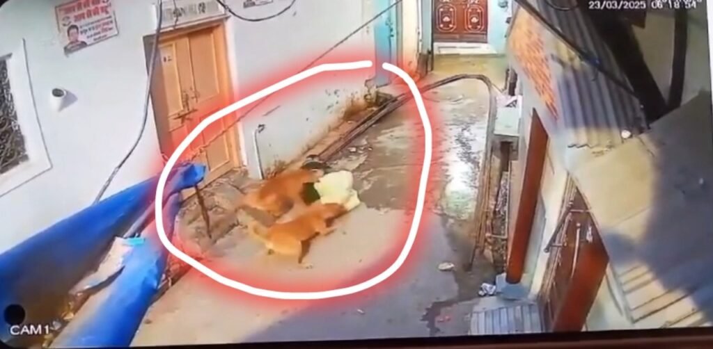 Haridwar Viral Video ज्वालापुर में कुत्तों का आतंक महिला को बनाया निशाना, देखें वायरल वीडियो, लोगों में दहशत 2 IMG 20250324 144551 copy 1280x628