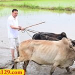 जनता के CM Pushkar Singh Dhami ने की धान रोपाई, सबसे लोकप्रिय सीएम बने धामी