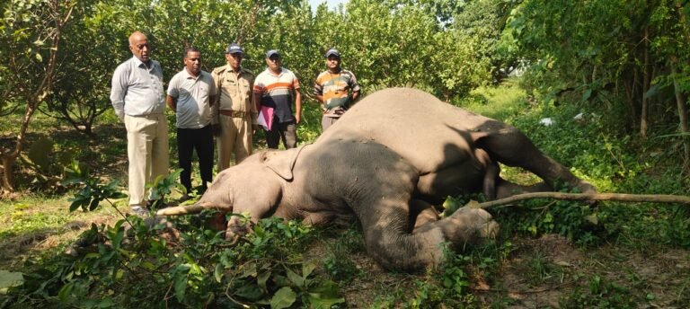 हरिद्वार के बुग्गावाला में हाथी की संदिग्ध मौत, खेत में मिला शव