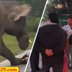Elephant Attack स्कूटी के सामने आया हाथी, बच्चे को पटककर मारा, माता—पिता ने किसी तरह बचाई जान