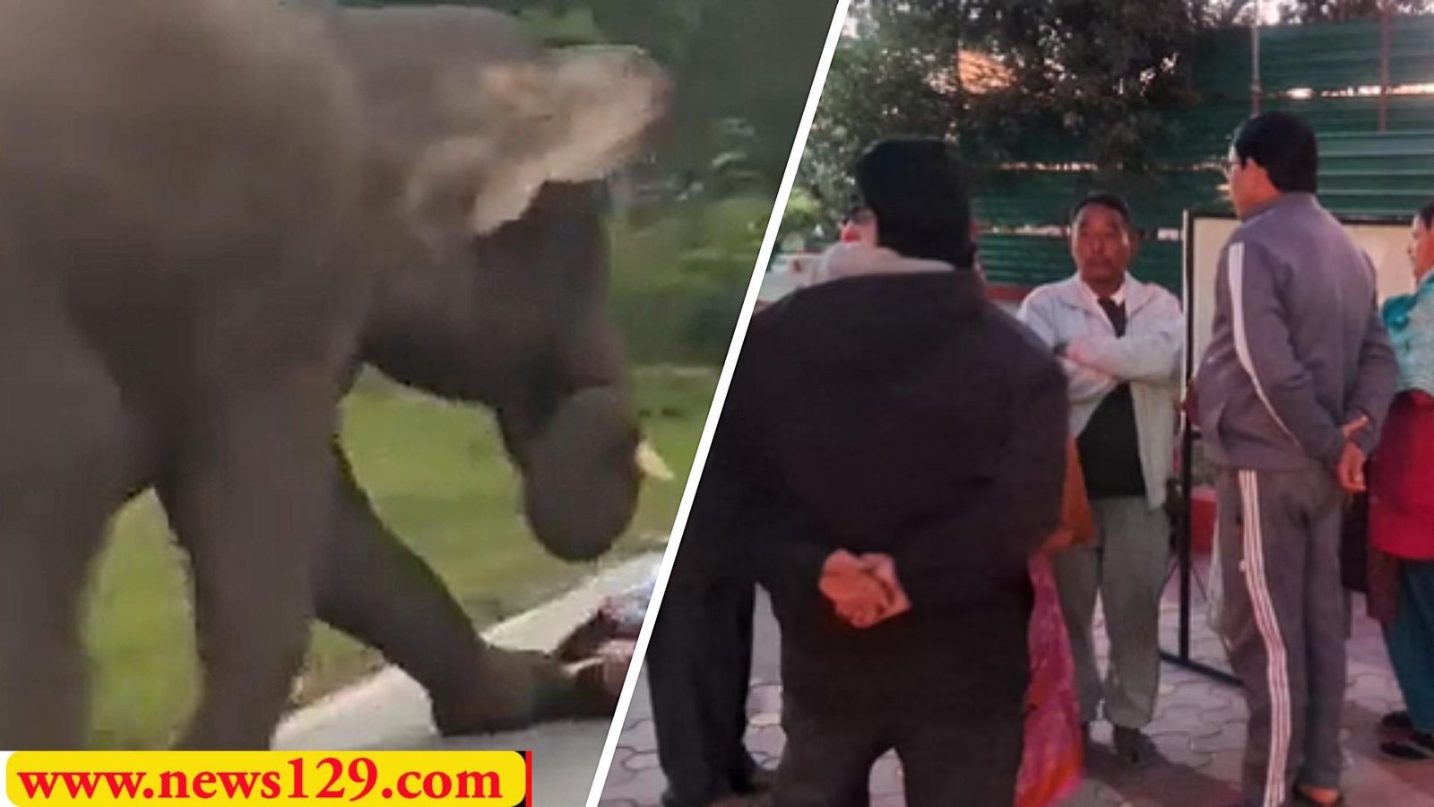 Elephant Attack स्कूटी के सामने आया हाथी, बच्चे को पटककर मारा, माता—पिता ने किसी तरह बचाई जान 3 Elephant Attack स्कूटी के सामने आया हाथी, बच्चे को पटककर मारा, माता—पिता ने किसी तरह बचाई जान