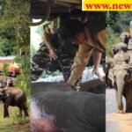 Rajaji Tiger Reserve तेज स्पीड ट्रेन ने हाथी के बच्चे को रौंदा, हाथियों ने ट्रेन रोकी, ट्रेन के पायलट पर मुकदमा दर्ज