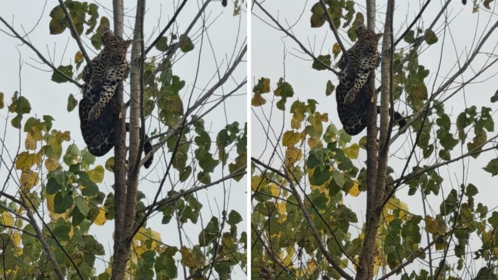 Haridwar Viral News शिकार की तलाश में पेड़ पर फंसा गुलदार, बेहोश करके उतारना पड़ा नीचे