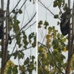 Haridwar Viral News शिकार की तलाश में पेड़ पर फंसा गुलदार, बेहोश करके उतारना पड़ा नीचे